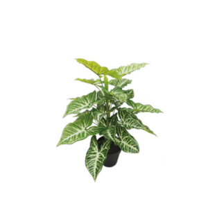 ΔΕΝΤΡΟ ΚΑΛΑΔΙΟ ΣΕ ΓΛΑΣΤΡΑ