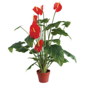 ΔΕΝΤΡΟ ΑΝΘΟΥΡΙΟ ΚΟΚΚΙΝΟ ΣΕ ΓΛΑΣΤΡΑ