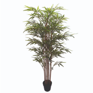 ΔΕΝΤΡΟ ΜΠΑΜΠΟΥ ΣΕ ΓΛΑΣΤΡΑ