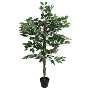 ΔΕΝΤΡΟ ΔΙΧΡΩΜΟ ΜΠΕΝΖΑΜΙΝ ΣΕ ΓΛΑΣΤΡΑ