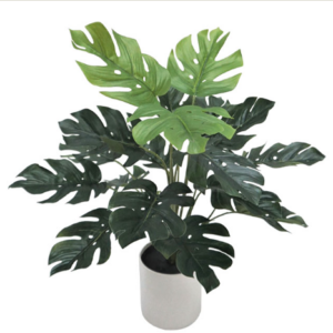 ΔΕΝΤΡΟ ΜΟΝΣΤΕΡΑ ΣΕ ΓΛΑΣΤΡΑ