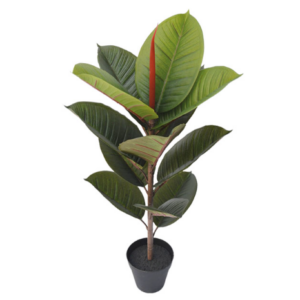 ΚΑΟΥΤΣΟΥΚΟΔΕΝΤΡΟ