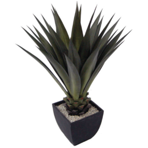 ΓΙΟΥΚΑ ΣΙΖΑΛ (YUCCA SISAL)