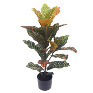 ΔΕΝΤΡΟ ΚΡΟΤΟΝ ΣΕ ΓΛΑΣΤΡΑ