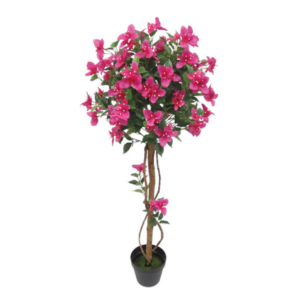 ΔΕΝΤΡΟ ΒΟΥΚΑΜΒΙΛΙΑ ΦΟΥΞ ΣΕ ΚΑΣΠΩ