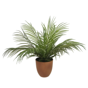 ΦΥΤΟ MINI ΚΕΝΤΙΑ ΣΕ ΚΑΣΠΩ