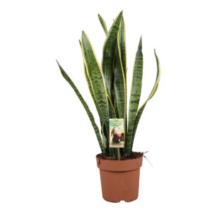 Verdant Garden & More E-Shop - Σανσεβιέρια