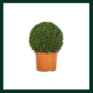 Πυξάρι - Verdant Garden & More - eShop - Φυτά
