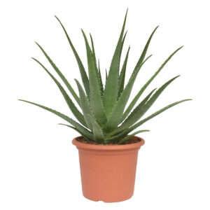 Verdant Garden & More - eShop - Aloe Vera