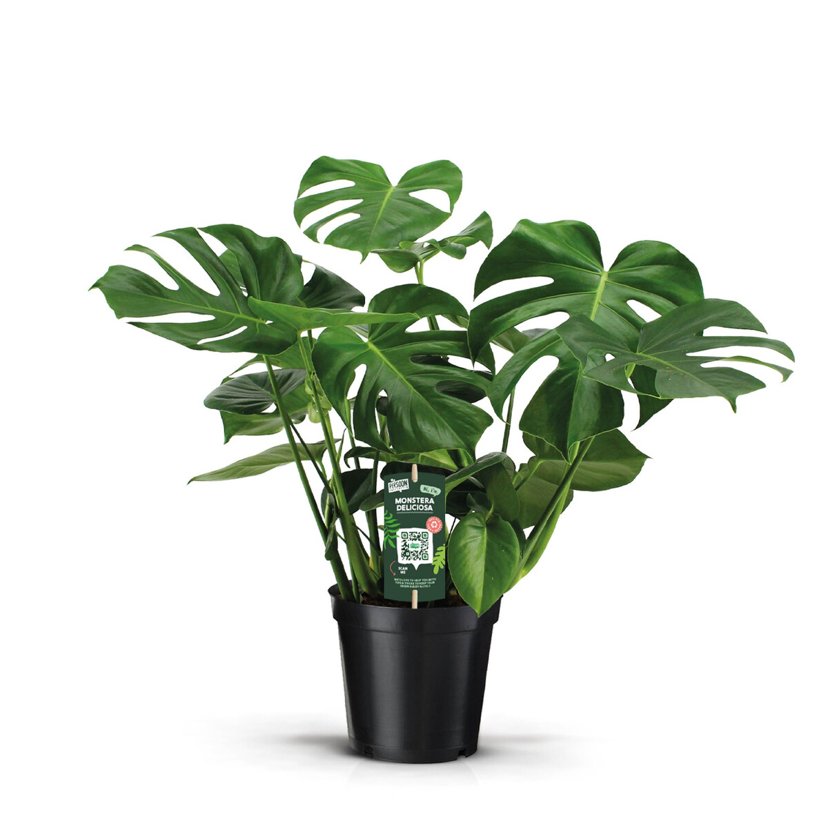 Verdant Garden & More - eShop - Φυτά