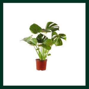 Μονστέρα - Verdant Garden & More - eShop - Φυτά