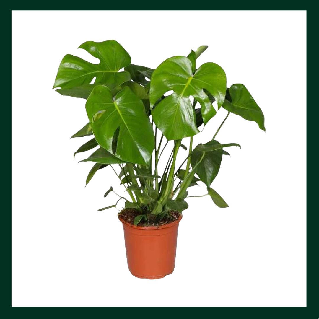 Μονστέρα - Verdant Garden & More - eShop - Φυτά