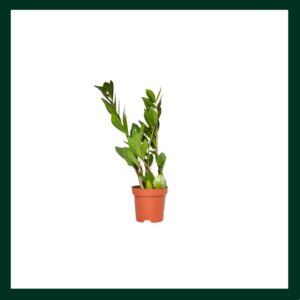 Ζάμια - Verdant Garden & More - eShop - Φυτά