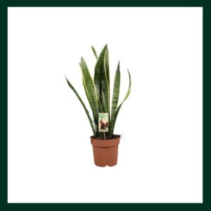 Σανσεβιέρια - Verdant Garden & More - eShop - Φυτά