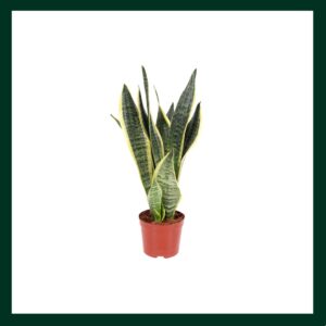 Σανσεβιέρια - Verdant Garden & More - eShop - Φυτά