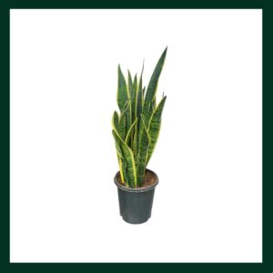 Σανσεβιέρια - Verdant Garden & More - eShop - Φυτά