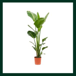 Στρελίτσια - Verdant Garden & More - eShop - Φυτά