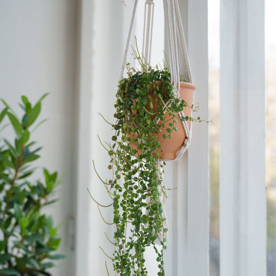 Σενέκιο - Verdant Garden & More - eShop - Φυτά