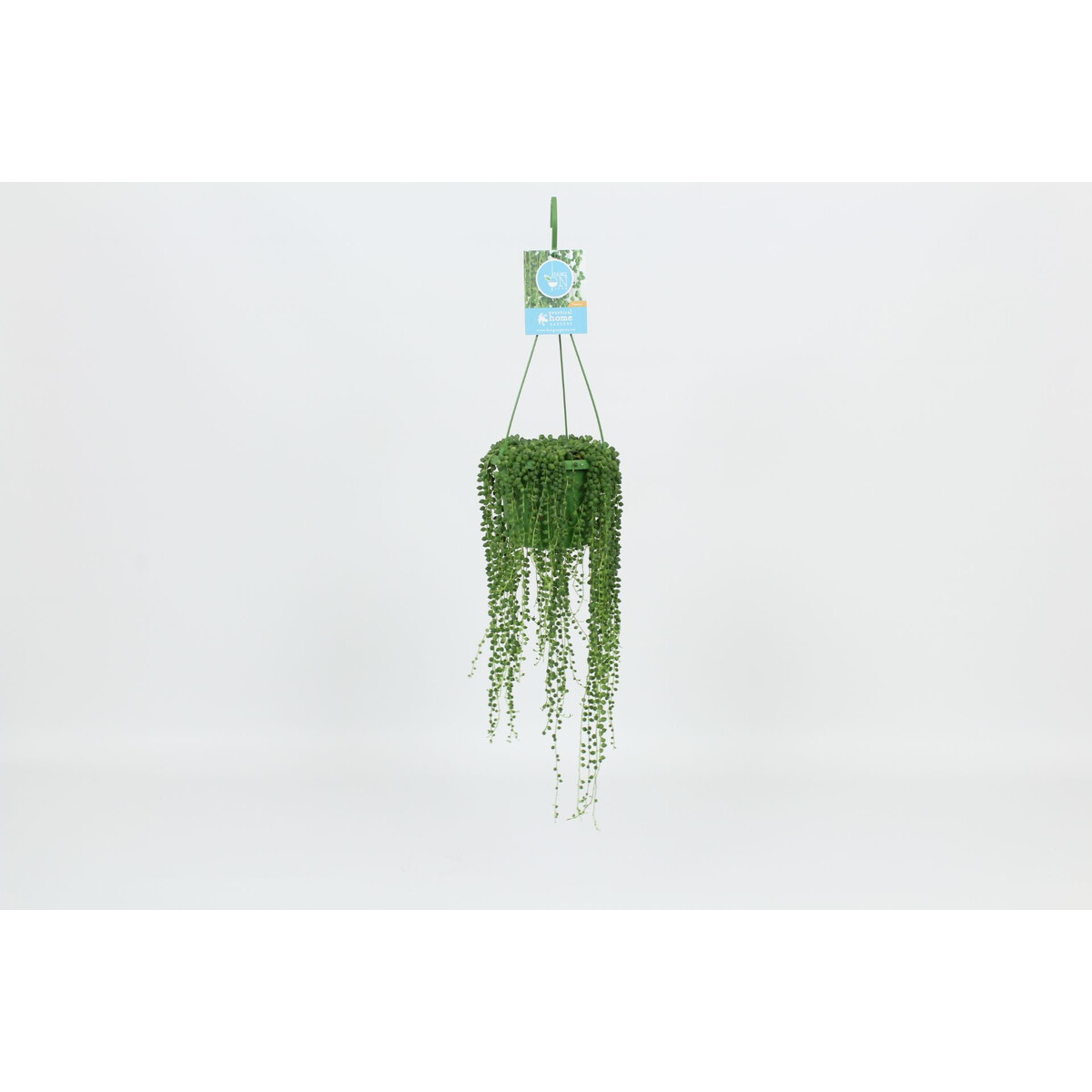 Verdant Garden & More - eShop - Φυτά
