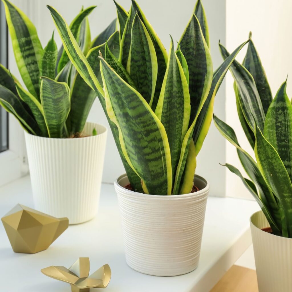 Verdant Garden & More - eShop - blogs