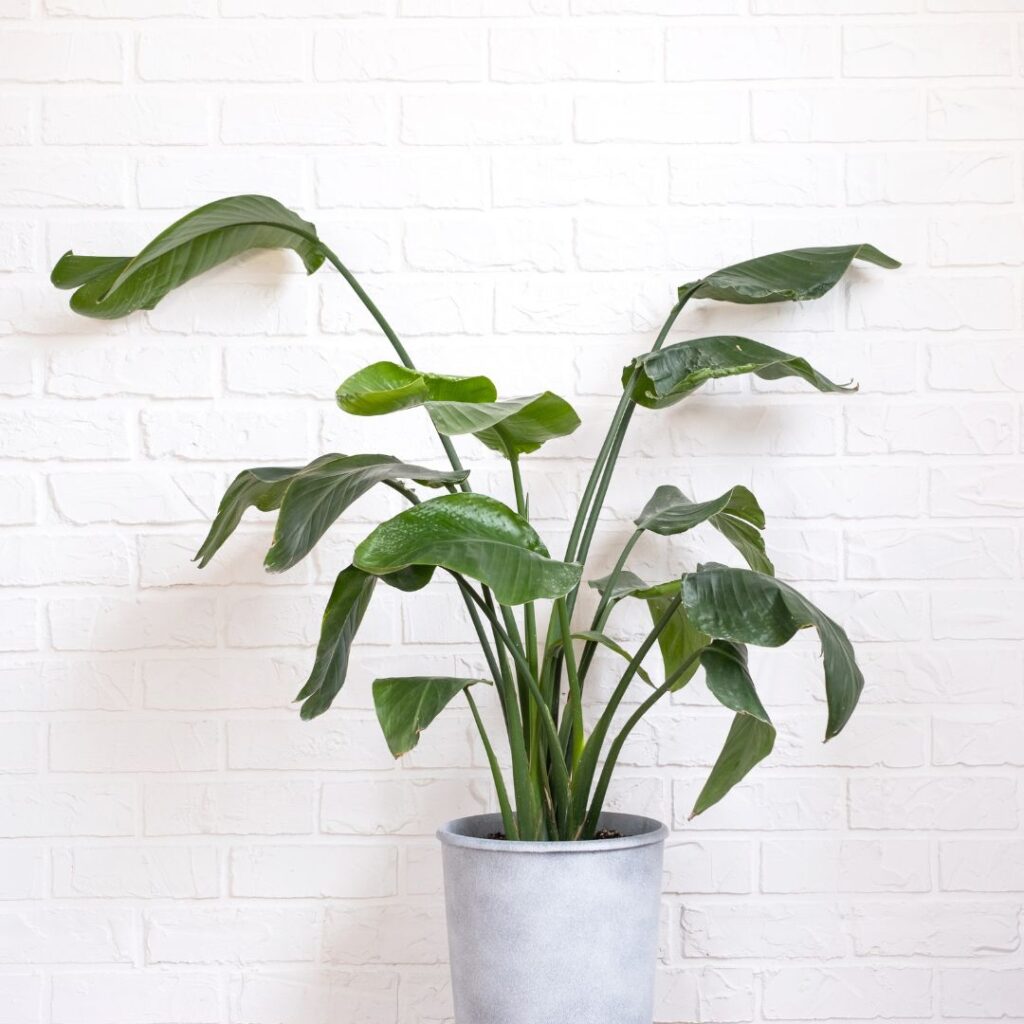 Verdant Garden & More - eShop - blogs