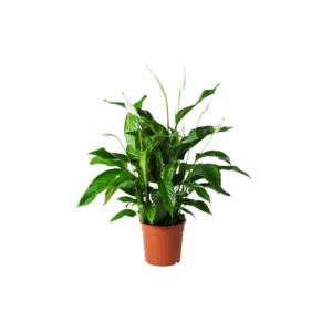 Σπαθίφυλλο - Verdant Garden & More - eShop - Φυτά