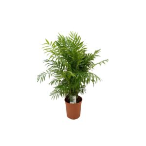 Χαμαιδωρέα - Verdant Garden & More - eShop - Φυτά