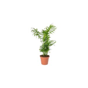 Χαμαιδωρέα - Verdant Garden & More - eShop - Φυτά