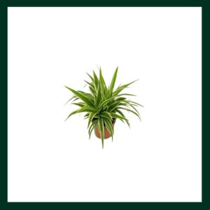 Χλωρόφυτο - Verdant Garden & More - eShop - Φυτά