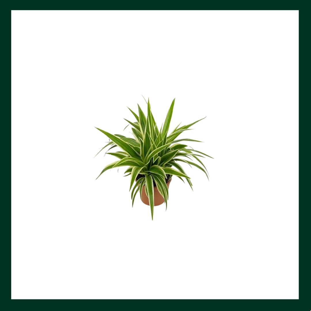 Χλωρόφυτο - Verdant Garden & More - eShop - Φυτά