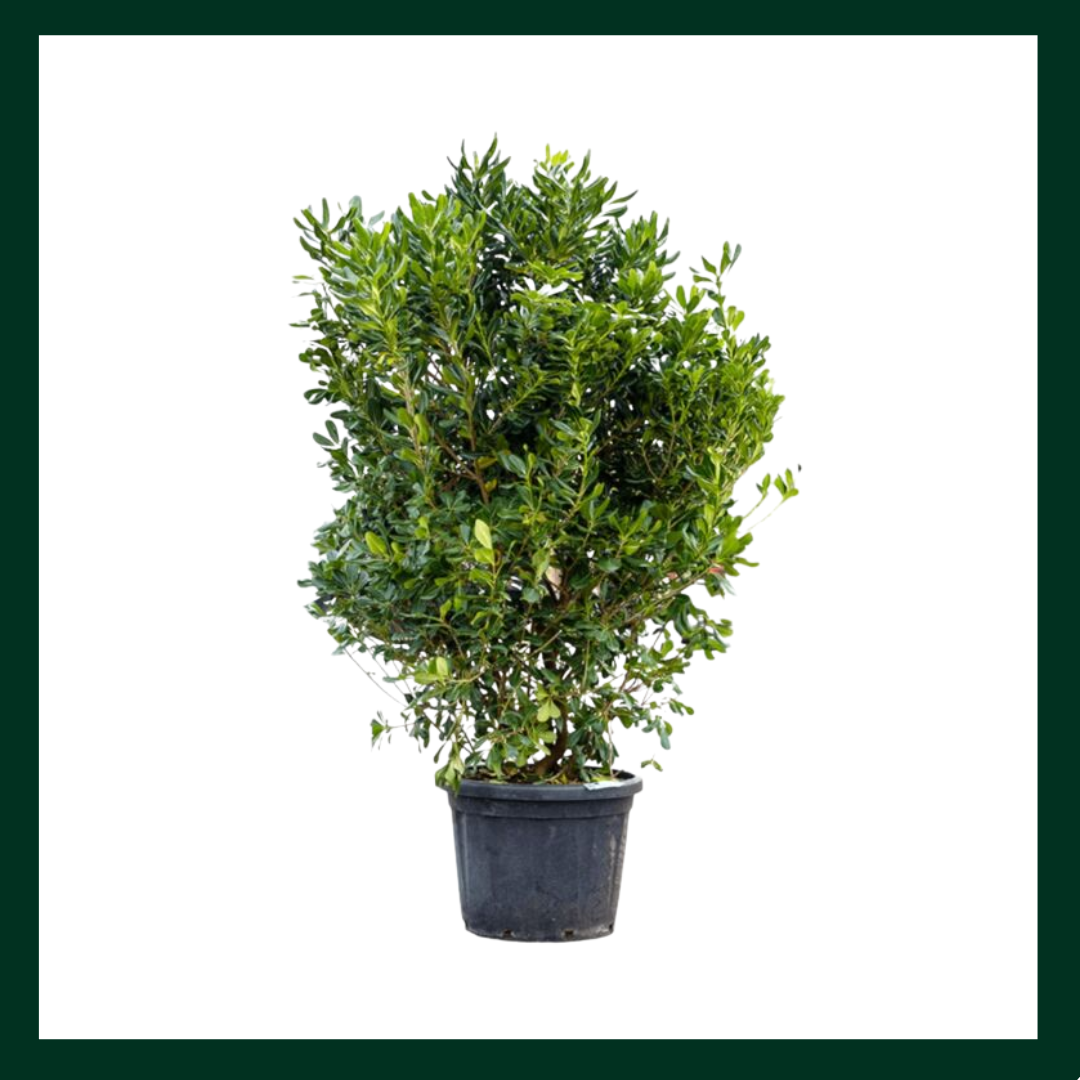 Αγγελική Νάνα - Verdant Garden & More - eShop - Φυτά