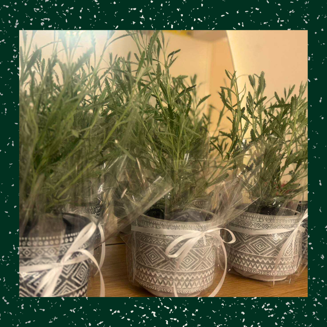 Project 4 - Verdant Garden & More