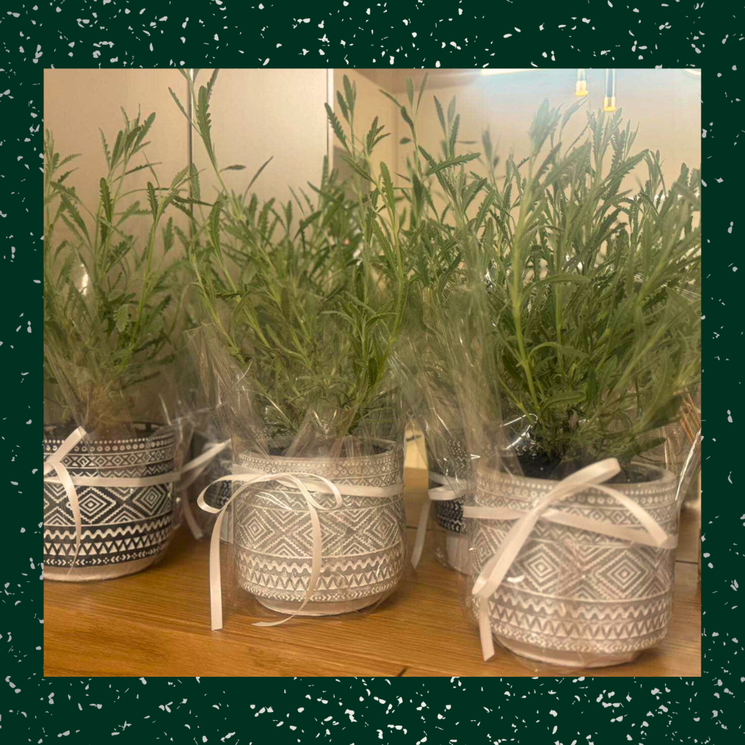 Project 4 - Verdant Garden & More