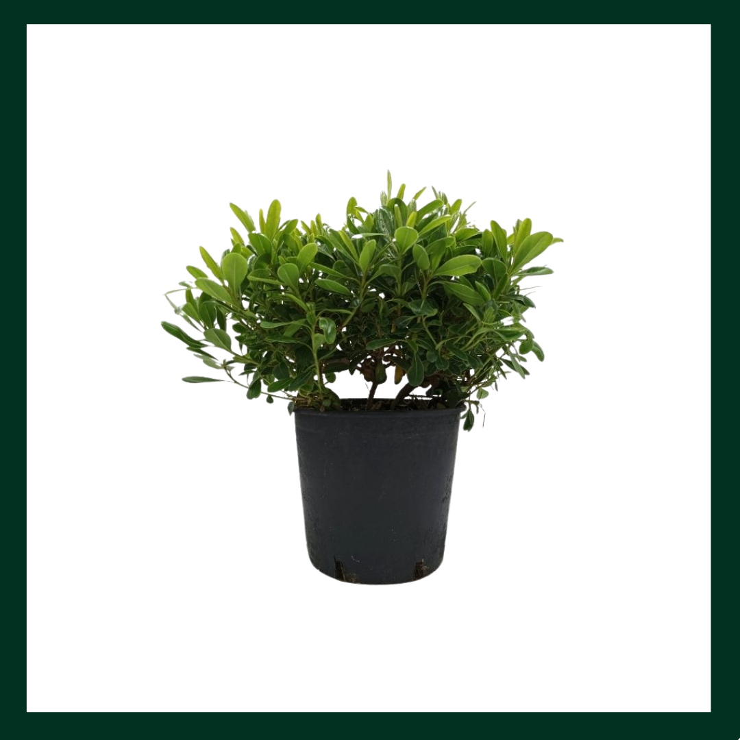 Αγγελική Νάνα - Verdant Garden & More - eShop - Φυτά