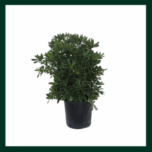 Αγγελική Νάνα - Verdant Garden & More - eShop - Φυτά