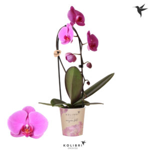 Φουξ Ορχιδέα - Verdant Garden & More - eShop - Φυτά