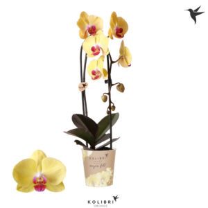 Κίτρινη Ορχιδέα - Verdant Garden & More - eShop - Φυτά