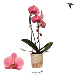 Ροζ Ορχιδέα - Verdant Garden & More - eShop - Φυτά