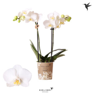 Λευκή Ορχιδέα - Verdant Garden & More - eShop - Φυτά