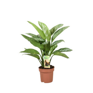 Αγλαόμενα - Verdant Garden & More - eShop - Φυτά