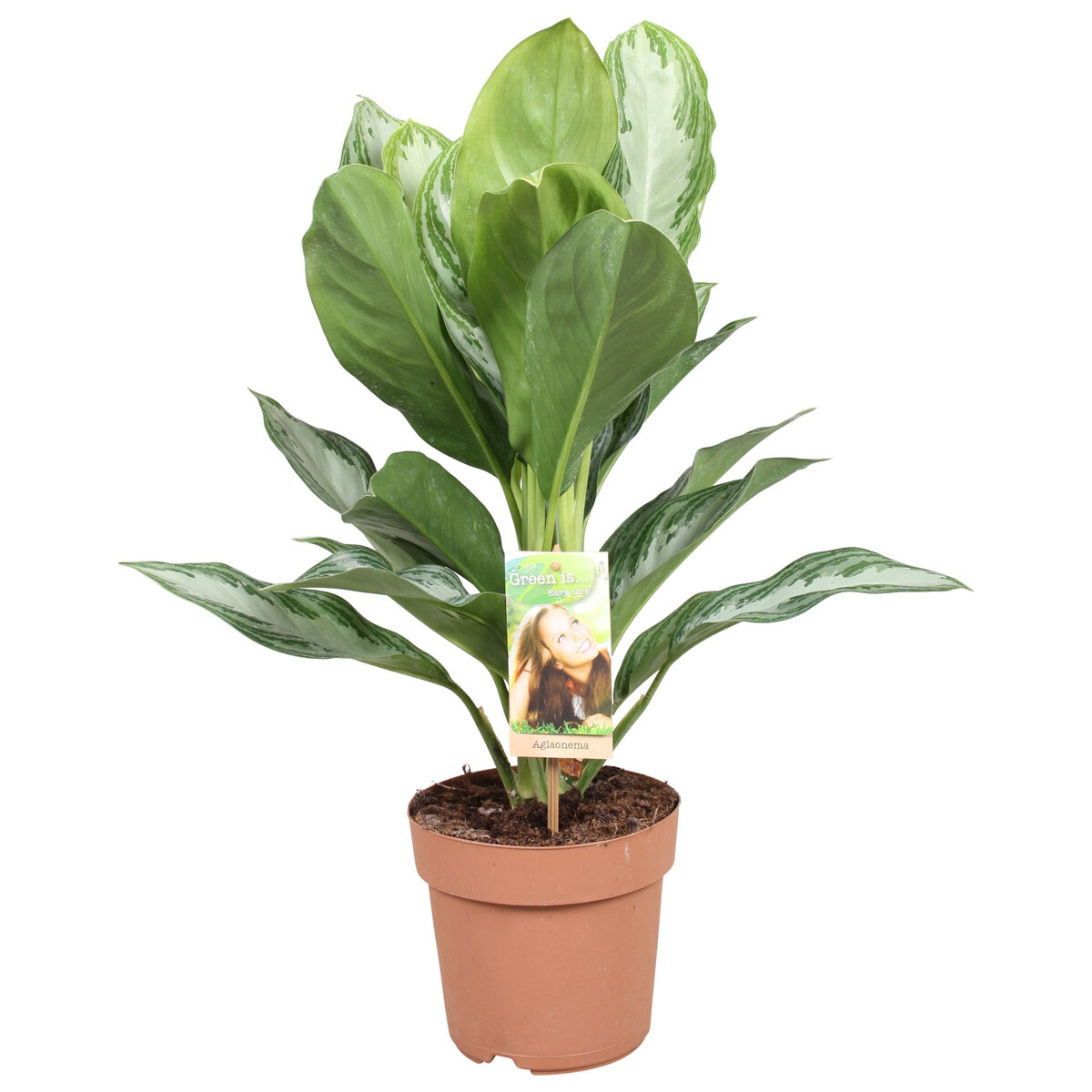 Αγλαόμενα - Verdant Garden & More - eShop - Φυτά