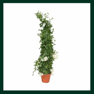 Γιασεμί Χιώτικο - Verdant Garden & More - eShop - Φυτά