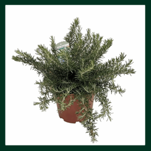 Δενδρολίβανο - Verdant Garden & More - eShop - Φυτά