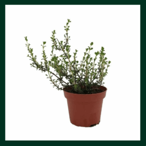 Θυμάρι - Verdant Garden & More - eShop - Φυτά