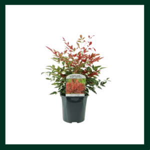 Ναντίνα - Verdant Garden & More - eShop - Φυτά