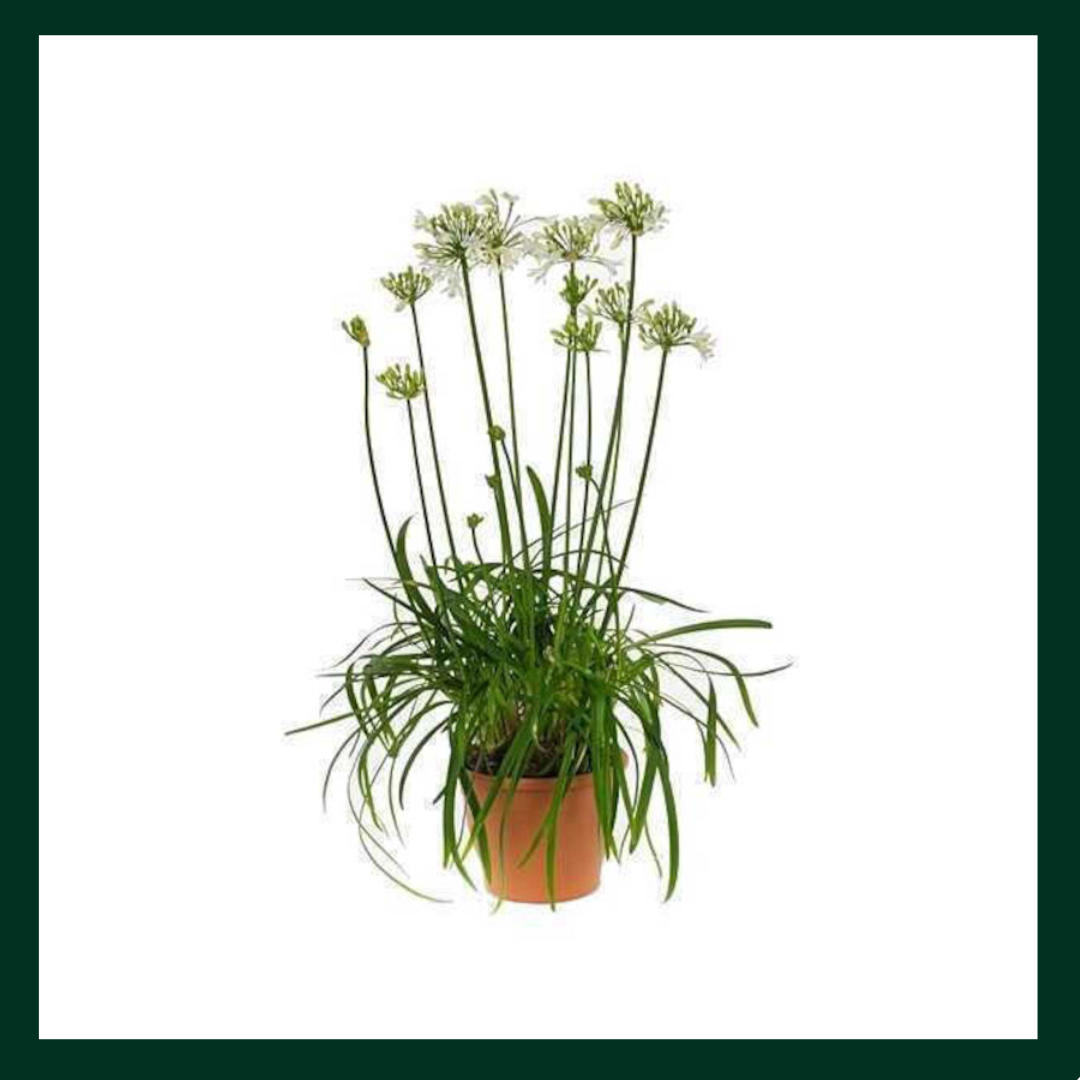 Αγάπανθος - Verdant Garden & More - eShop - Φυτά