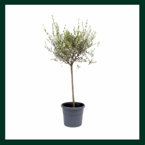 Ελιά δέντρο - Verdant Garden & More - eShop - Φυτά