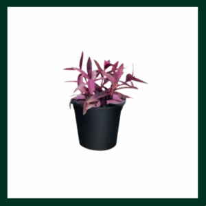 Τηλέγραφος μωβ - Verdant Garden & More - eShop - Φυτά