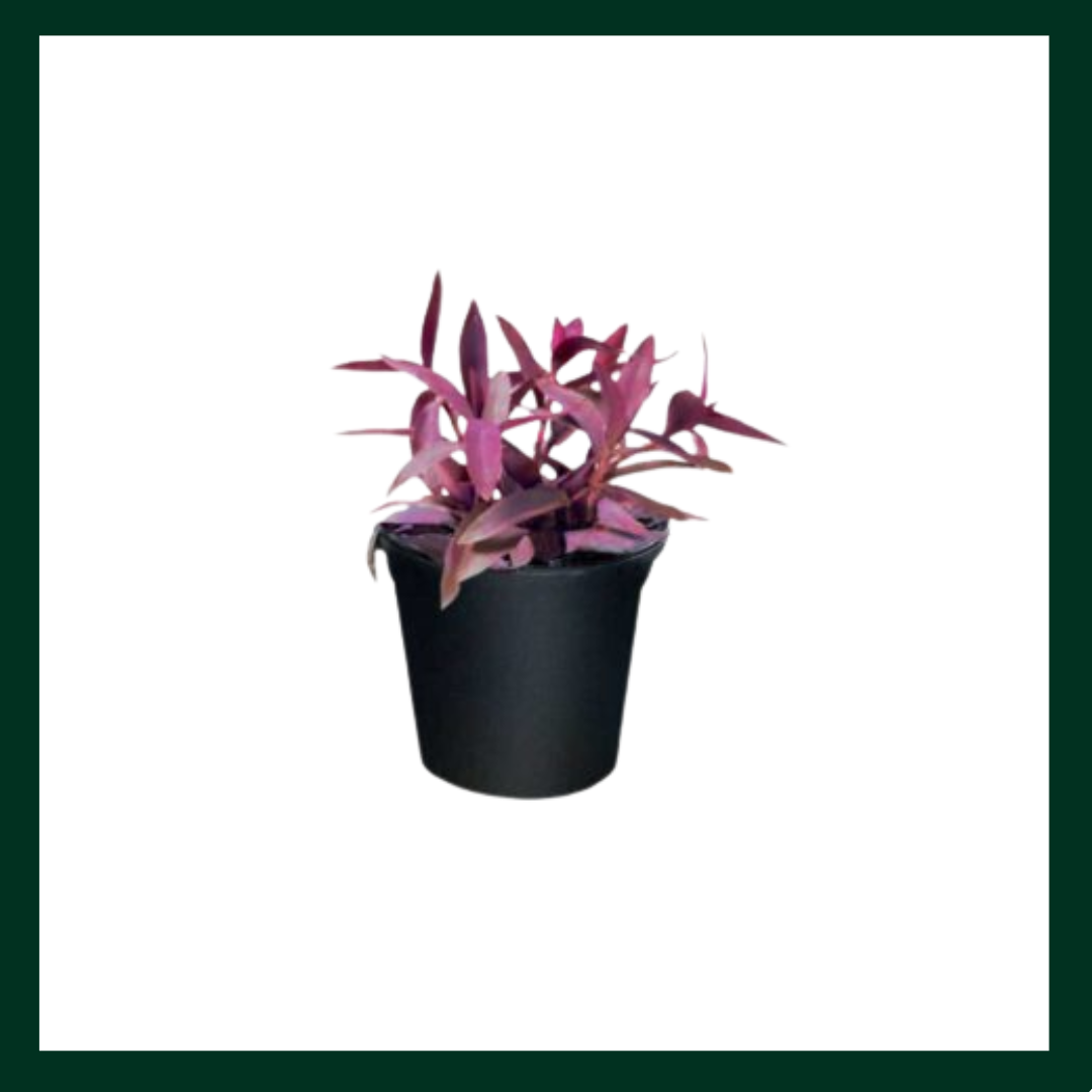 Τηλέγραφος μωβ - Verdant Garden & More - eShop - Φυτά