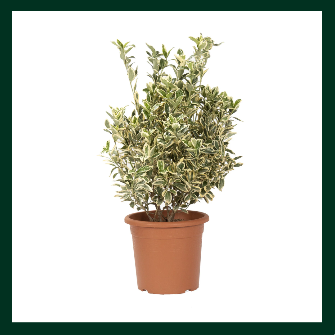 Ευώνυμο - Verdant Garden & More - eShop - Φυτά